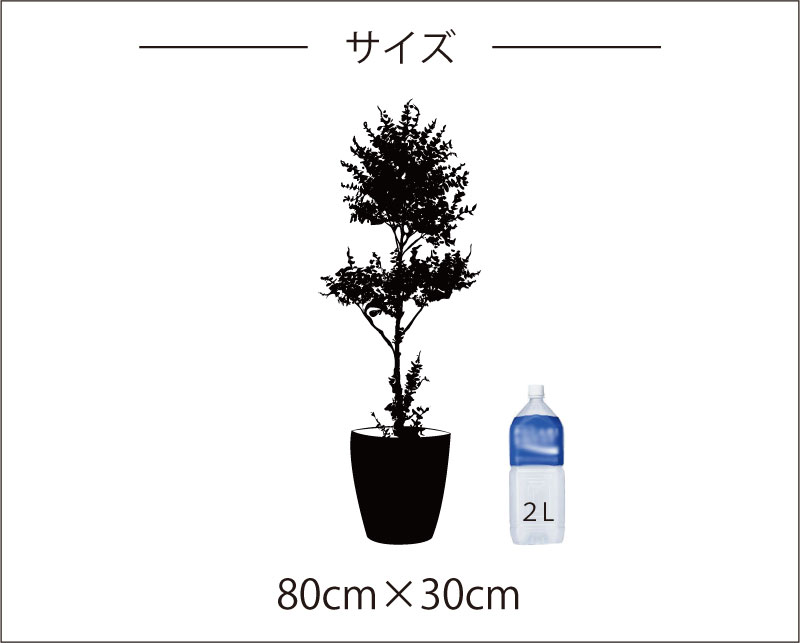 植物ウォールステッカー