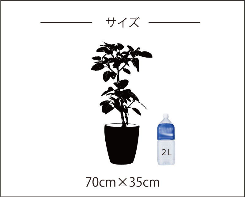 植物ウォールステッカー